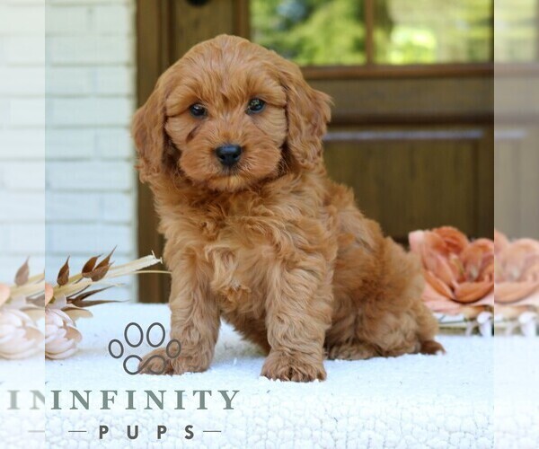 Medium Photo #1 Cavapoo (Miniature) Puppy For Sale in NARVON, PA, USA