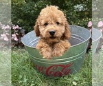 Small #3 Cockapoo (Miniature)