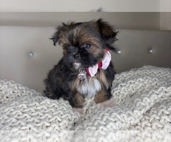 Medium Photo #2 ShiChi Puppy For Sale in CHARLOTTE, NC, USA