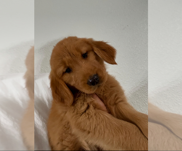 Medium Photo #4 Golden Retriever Puppy For Sale in DAVENPORT, FL, USA
