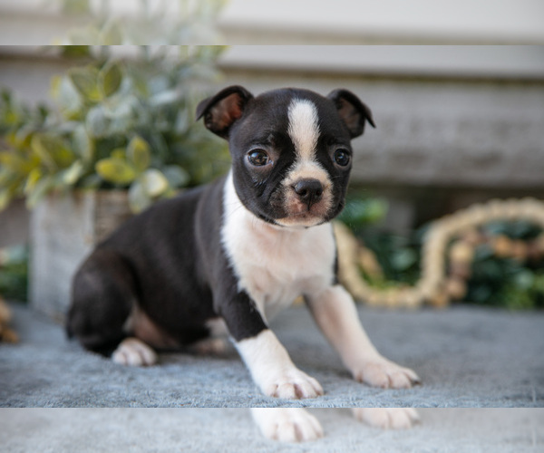 Medium Photo #14 Boston Terrier Puppy For Sale in NAPPANEE, IN, USA
