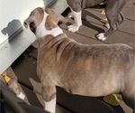 Small #1 American Bully Mikelands 