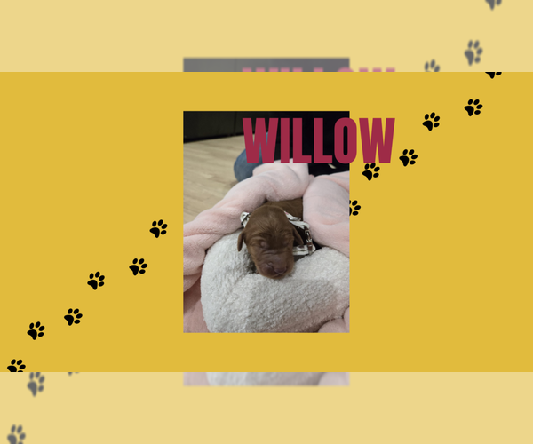 Medium Photo #7 Double Doodle Puppy For Sale in WHEAT RIDGE, CO, USA
