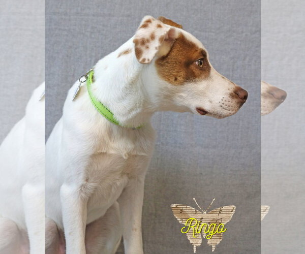Medium Photo #7 Mutt Puppy For Sale in Wakefield, RI, USA