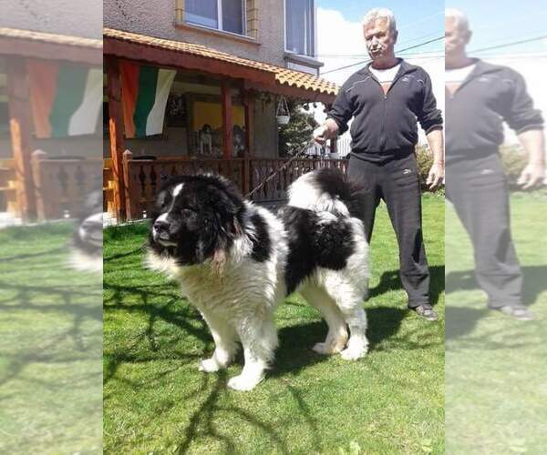 Medium Photo #1 Caucasian Shepherd Dog Puppy For Sale in Asenovgrad, Plovdiv, Bulgaria