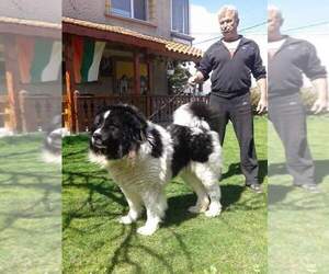 Caucasian Shepherd Dog Puppy for sale in Asenovgrad, Plovdiv, Bulgaria