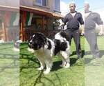 Small Photo #1 Caucasian Shepherd Dog Puppy For Sale in Asenovgrad, Plovdiv, Bulgaria