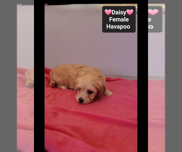 Medium Photo #2 Havapoo Puppy For Sale in TUCSON, AZ, USA
