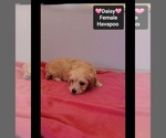 Daisy - Female Havapoo Puppy for Sale - Photo #2