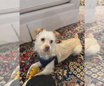 Small #1 Maltese Mix
