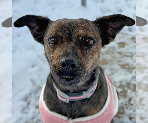 Medium Photo #1 Mutt Puppy For Sale in Jefferson, WI, USA