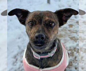 Mutt Dogs for adoption in Jefferson, WI, USA