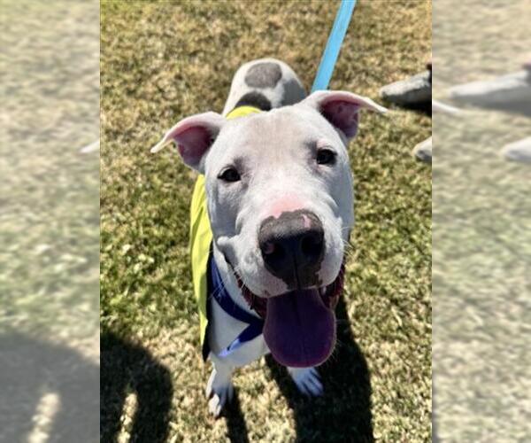 Medium Photo #1 American Pit Bull Terrier-Unknown Mix Puppy For Sale in Las Vegas, NV, USA