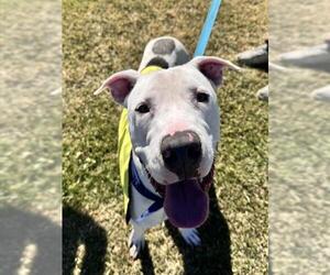 American Pit Bull Terrier-Unknown Mix Dogs for adoption in Las Vegas, NV, USA