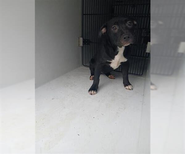 Medium Photo #1 Mutt Puppy For Sale in Houston, TX, USA