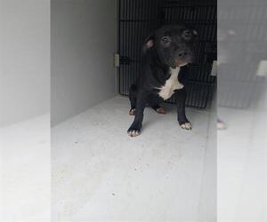 Mutt Dogs for adoption in Houston, TX, USA