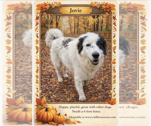 Medium Photo #1 Great Pyrenees-Unknown Mix Puppy For Sale in Thomasville, NC, USA