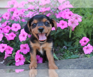 Cavalier King Charles Spaniel-Yorkie Russell Mix Puppy for sale in SHILOH, OH, USA
