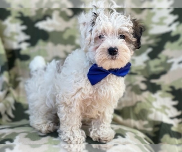 Medium Photo #4 Maltipoo Puppy For Sale in LAKELAND, FL, USA