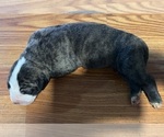 Puppy 3 Great Dane