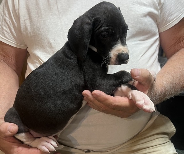 Medium Photo #3 Great Dane Puppy For Sale in SPRAGGS, PA, USA