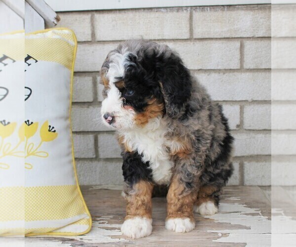 Medium Photo #2 Bernedoodle (Miniature) Puppy For Sale in BIRD IN HAND, PA, USA
