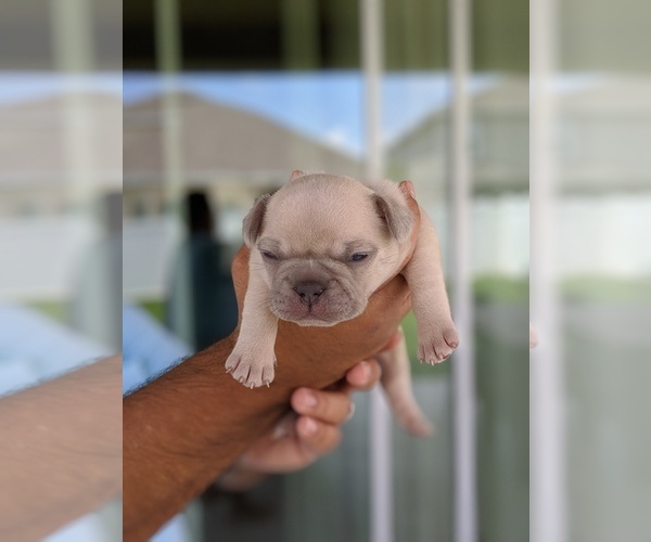 Medium Photo #5 French Bulldog Puppy For Sale in MAGNOLIA SQ, FL, USA