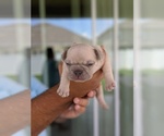 Small Photo #5 French Bulldog Puppy For Sale in MAGNOLIA SQ, FL, USA