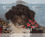 Small Photo #12 Aussiedoodle Puppy For Sale in SANGER, TX, USA