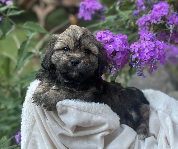 Medium Photo #10 Cava-Tzu Puppy For Sale in NAPERVILLE, IL, USA