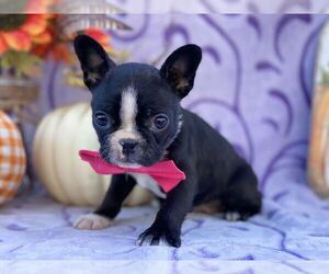 Boston Terrier Puppy for sale in LANCASTER, PA, USA