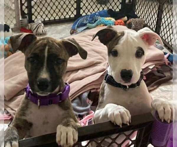 Medium Photo #3 American Pit Bull Terrier-American Staffordshire Terrier Mix Puppy For Sale in Wenonah, NJ, USA