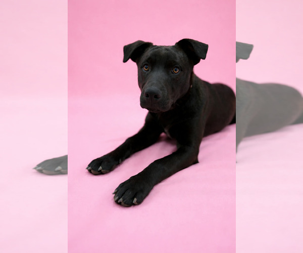 Medium Photo #10 Labrador Retriever-Unknown Mix Puppy For Sale in Sandy, UT, USA