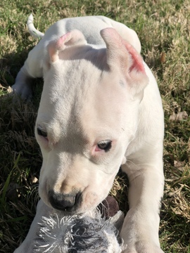 Medium Photo #6 Dogo Argentino Puppy For Sale in SAN ANTONIO, TX, USA