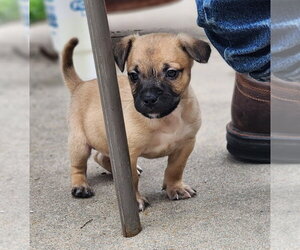 Mutt Dogs for adoption in Great Bend, KS, USA