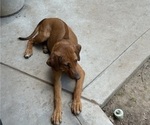 Small Photo #16 Labrador Retriever-Rhodesian Ridgeback Mix Puppy For Sale in FRESNO, CA, USA