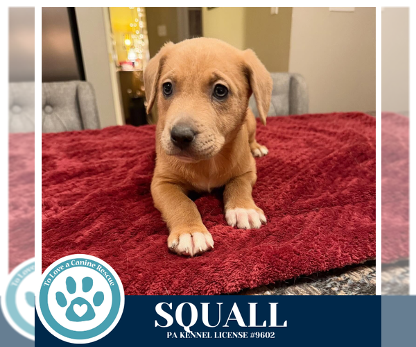 Medium Photo #2 Labrador Retriever-Unknown Mix Puppy For Sale in Kimberton, PA, USA