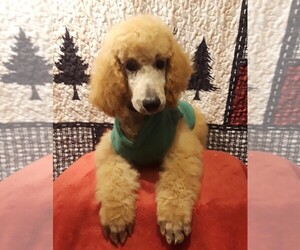Poodle (Standard) Puppy for sale in SALUDA, SC, USA