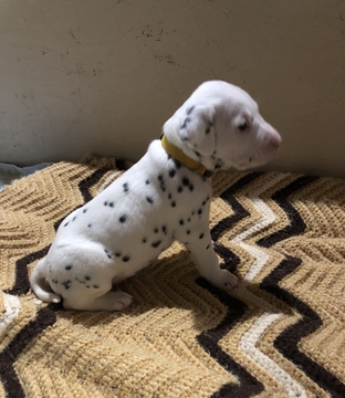 Medium Photo #9 Dalmatian Puppy For Sale in LINCOLN, NE, USA
