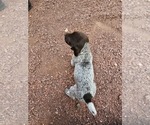 Small Photo #5 German Shorthaired Pointer Puppy For Sale in EVANSVILLE, WY, USA