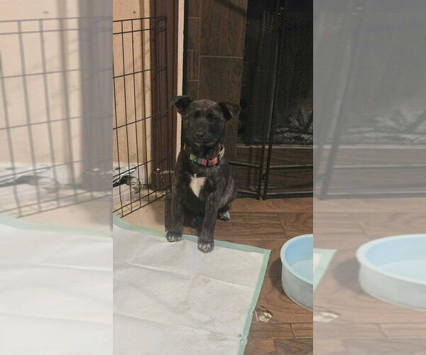 Medium Photo #4 Mutt Puppy For Sale in Imlay City, MI, USA