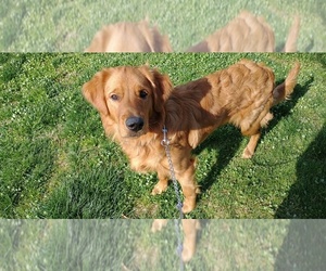Golden Retriever Dogs for adoption in NEWPORT NEWS, VA, USA
