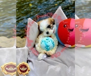 Shih Tzu Puppy for sale in ATHENS, GA, USA