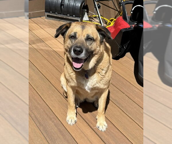 Medium Photo #1 Anatolian Shepherd-Unknown Mix Puppy For Sale in Winter Park, CO, USA