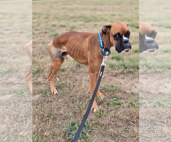 Medium Photo #1 Boxer Puppy For Sale in Woodbury, MN, USA