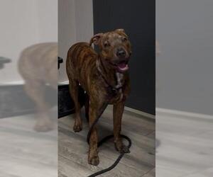 American Pit Bull Terrier-Unknown Mix Dogs for adoption in Redlands, CA, USA