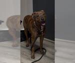 Small American Pit Bull Terrier Mix