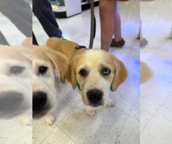 Medium Photo #2 Mutt Puppy For Sale in Holly Springs, NC, USA