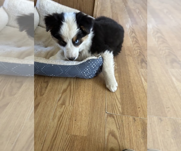 Medium Photo #3 Australian Shepherd Puppy For Sale in COTOPAXI, CO, USA
