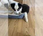 Small #2 Australian Shepherd